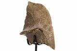 Fossil Turtle Shell Section w/ Metal Stand - South Dakota #335494-4